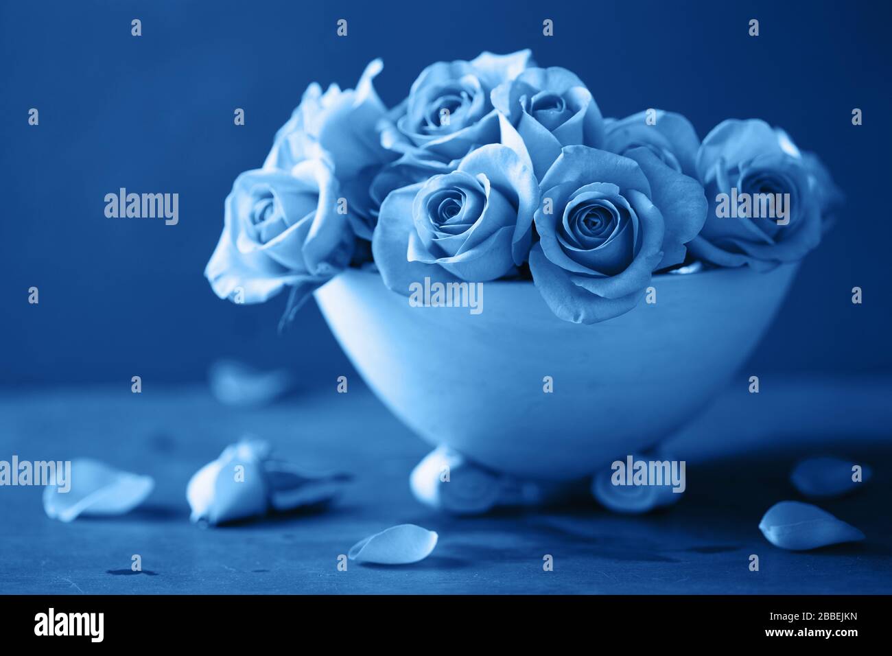 trend color of the year 2020 classic blue. beautiful rose flowers in ...