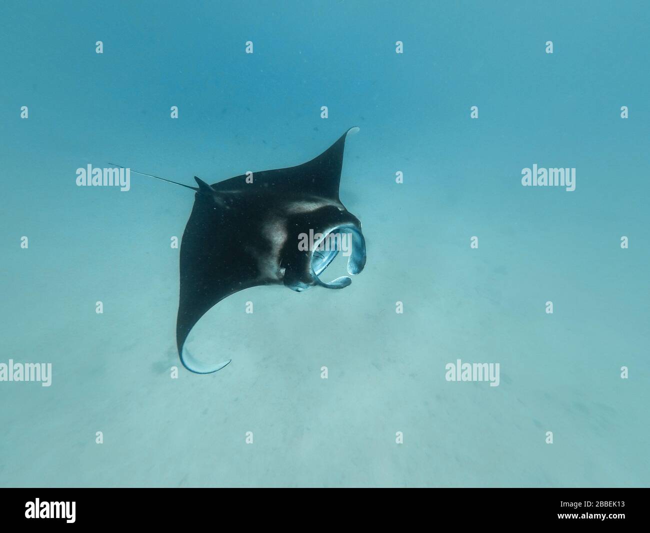 Giant manta ray in shallow water Stock Photo
