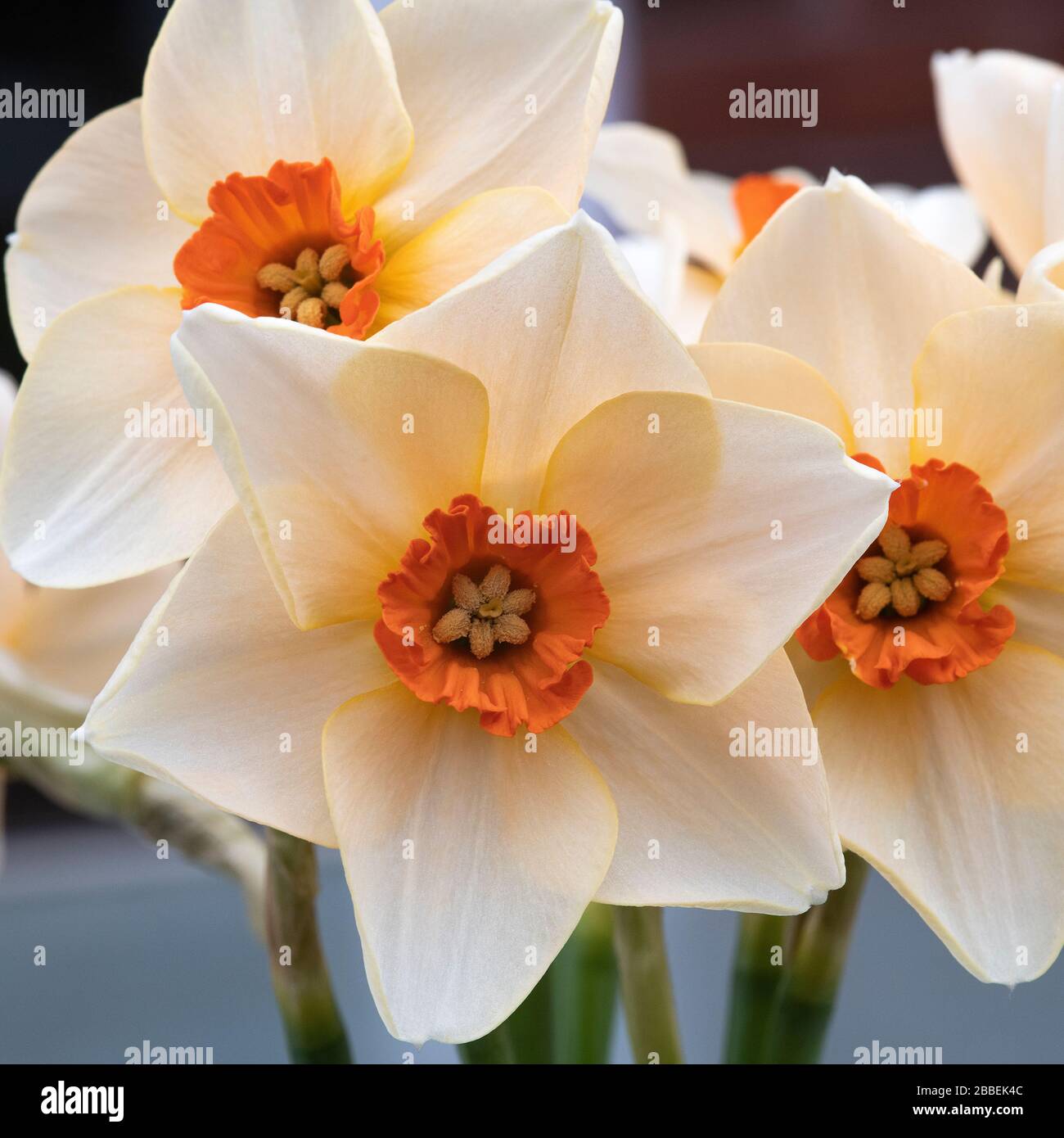 Cream Daffodils With Orange Centre Hi res Stock Photography And Images Cream Daffodils With Orange Centre Hi res Stock Photography And Images