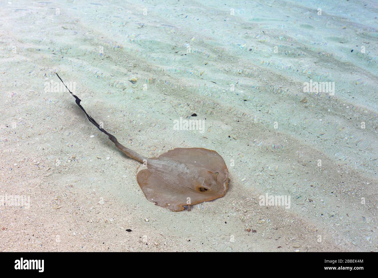 Stingray in clear shallow water of blue lagoon paradise beach white sand Stock Photo