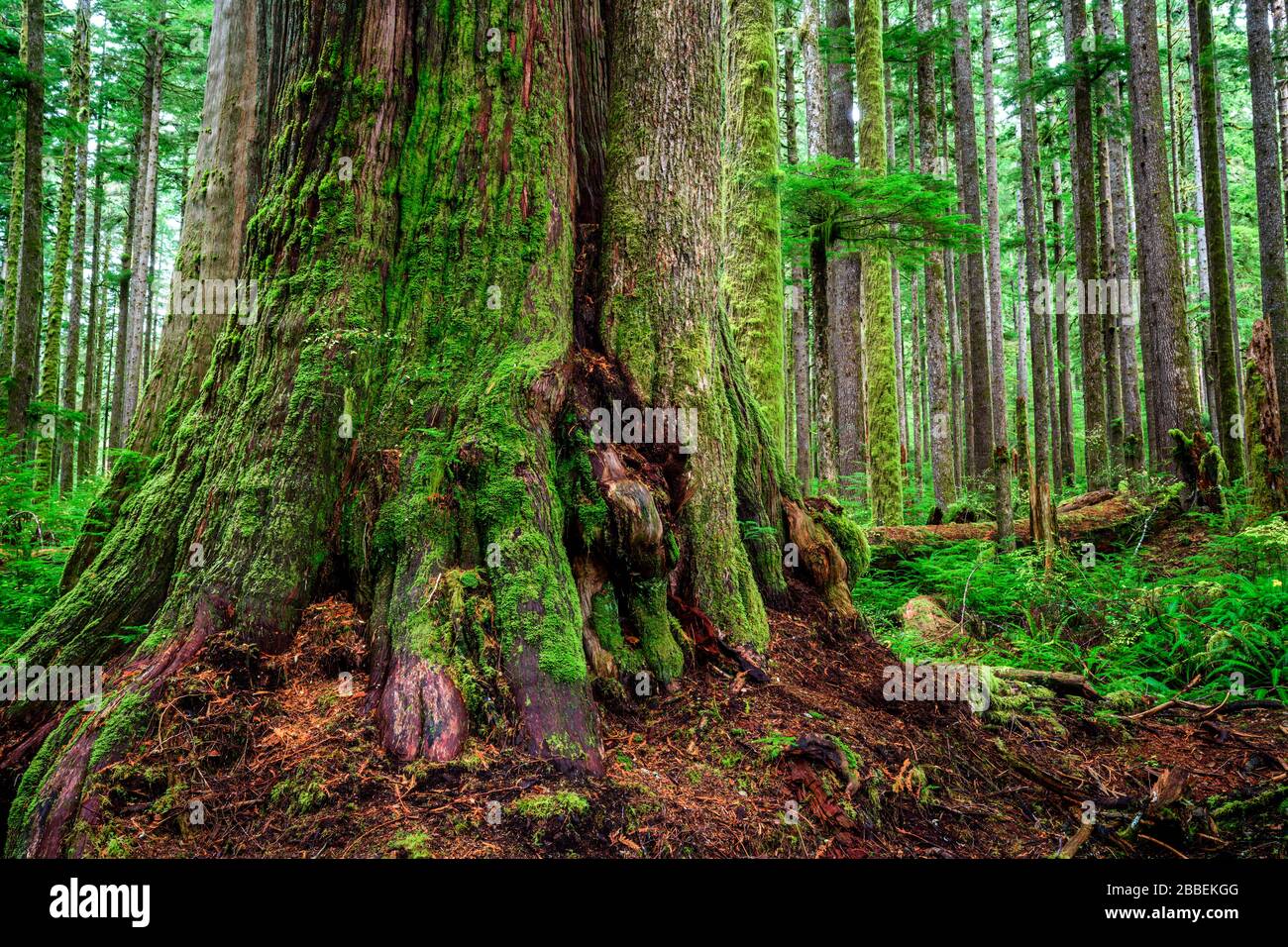 Western Red Cedar, Thuja plicata, Eden Grove near Port Renfrew, Vancouver Island, BC Canada Stock Photo