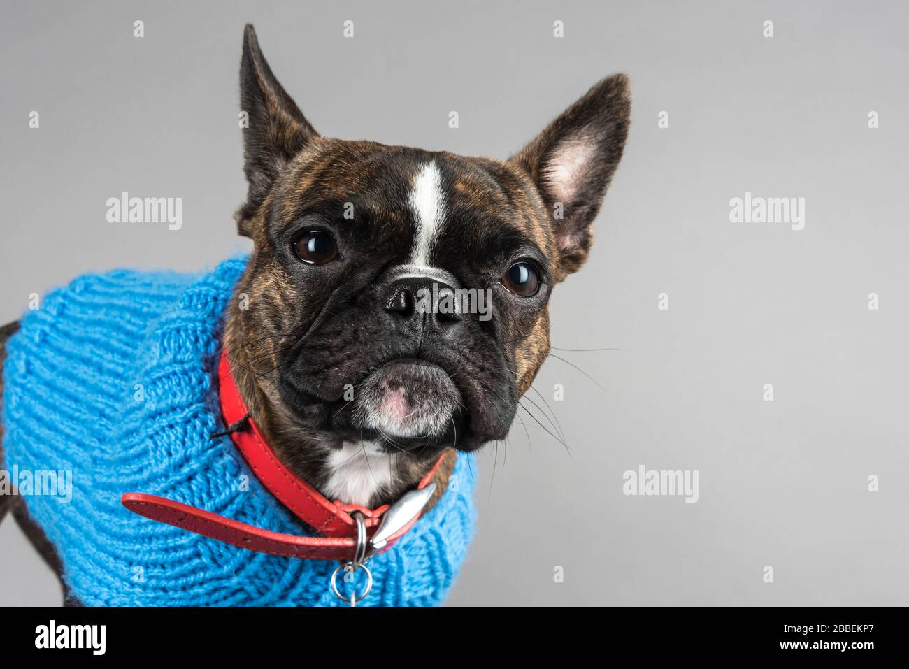 Bug boston 2025 terrier pug