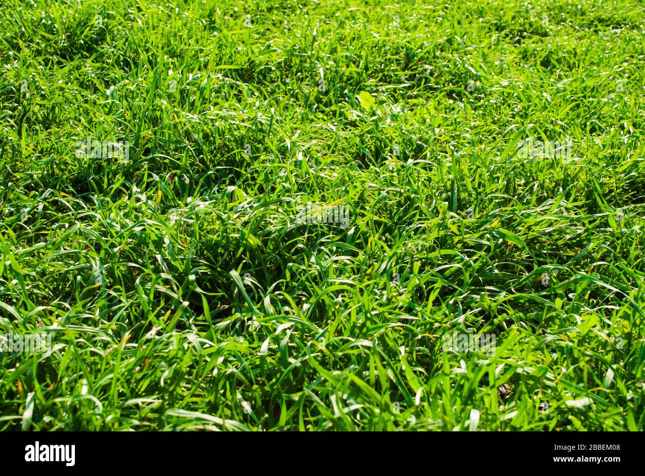 Grass close up texture hi-res stock photography and images - Alamy