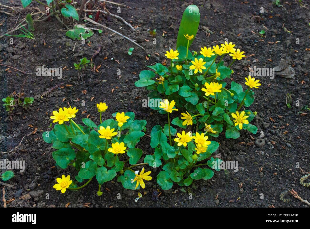 Small yellow spring flowers on the dark ground of the earth Stock Photo
