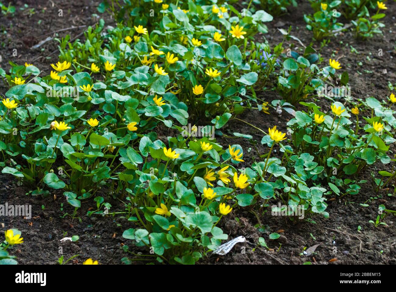 Small yellow spring flowers on the dark ground of the earth Stock Photo