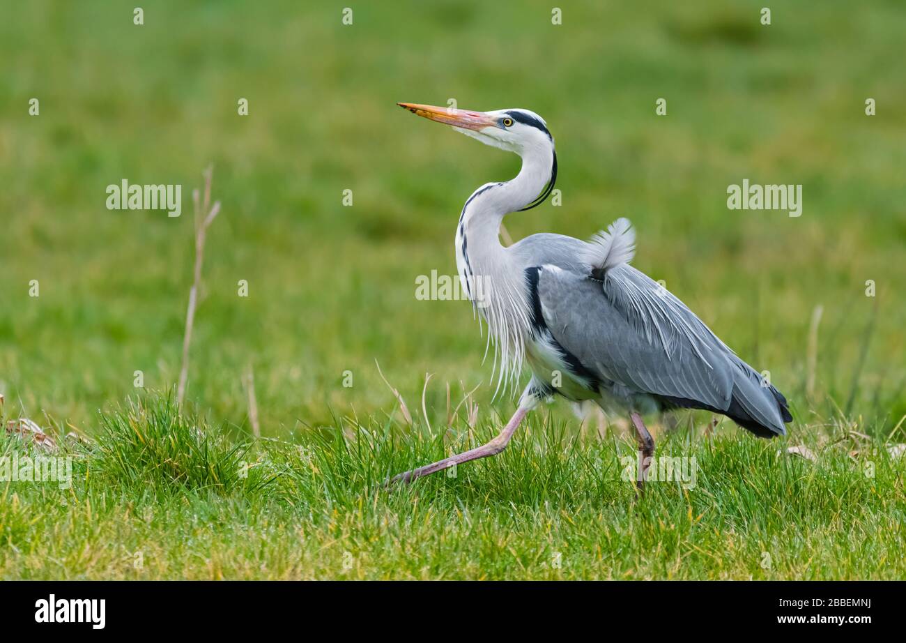 Side view of an Adult Grey Heron (Ardea cinerea), a large waterside wading bird, walking proudly in Winter in West Sussex, UK. Stock Photo