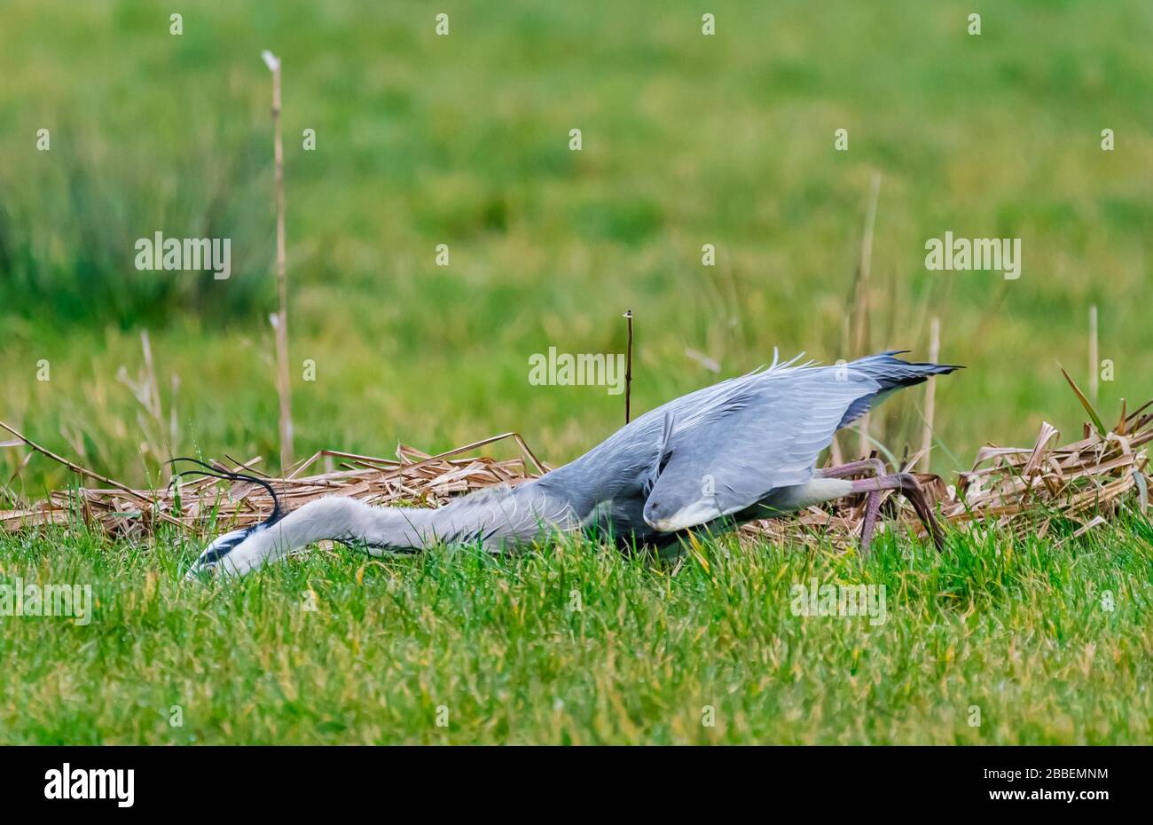 Adult Grey Heron (Ardea cinerea), lurching forwards to grab an animal while hunting and looking for food in Winter in West Sussex, UK. Stock Photo