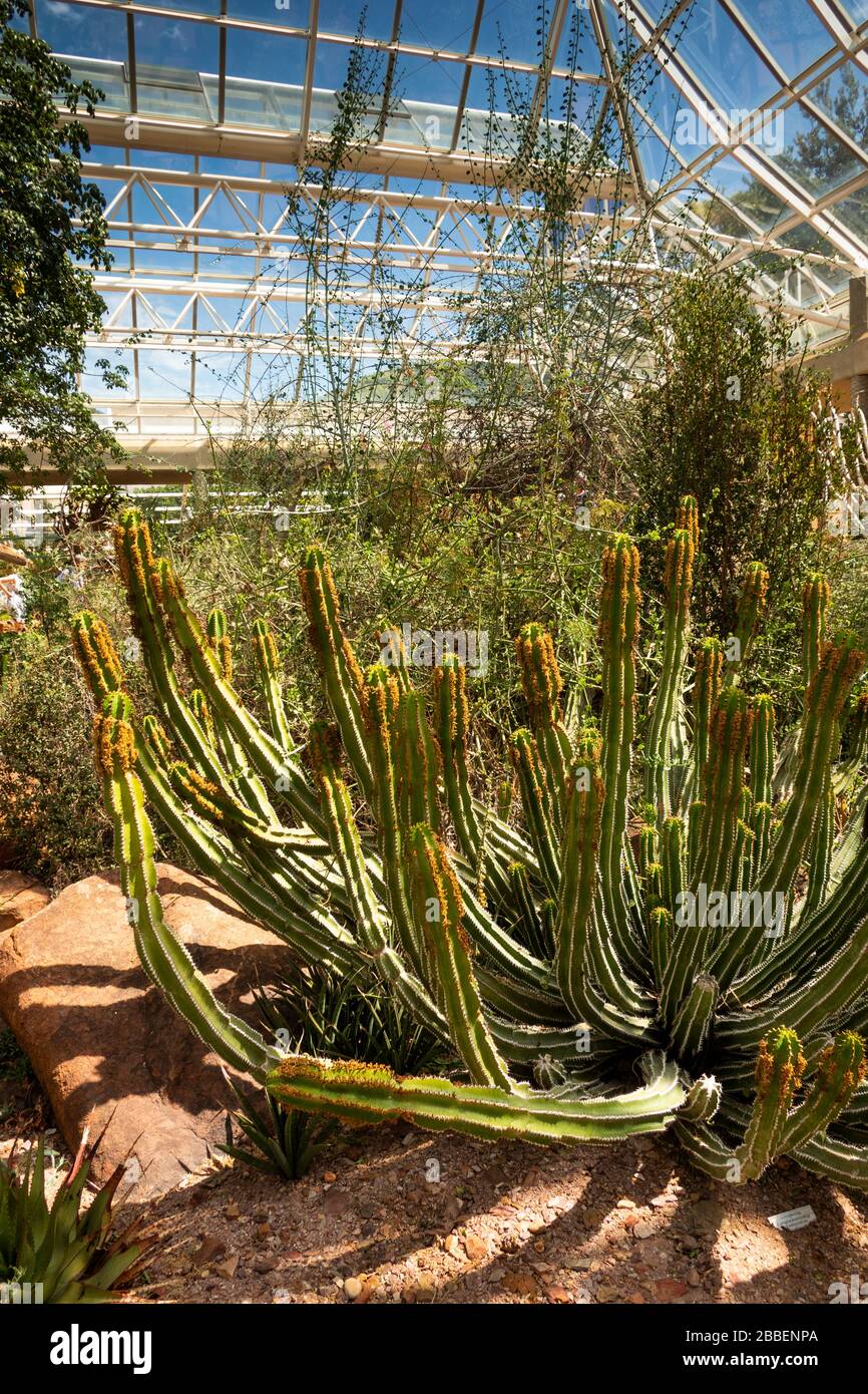 South Africa, Cape Town, Kirstenbosch National Botanical Garden, Botanical Society Conservatory, cactus amongst arid area planting Stock Photo