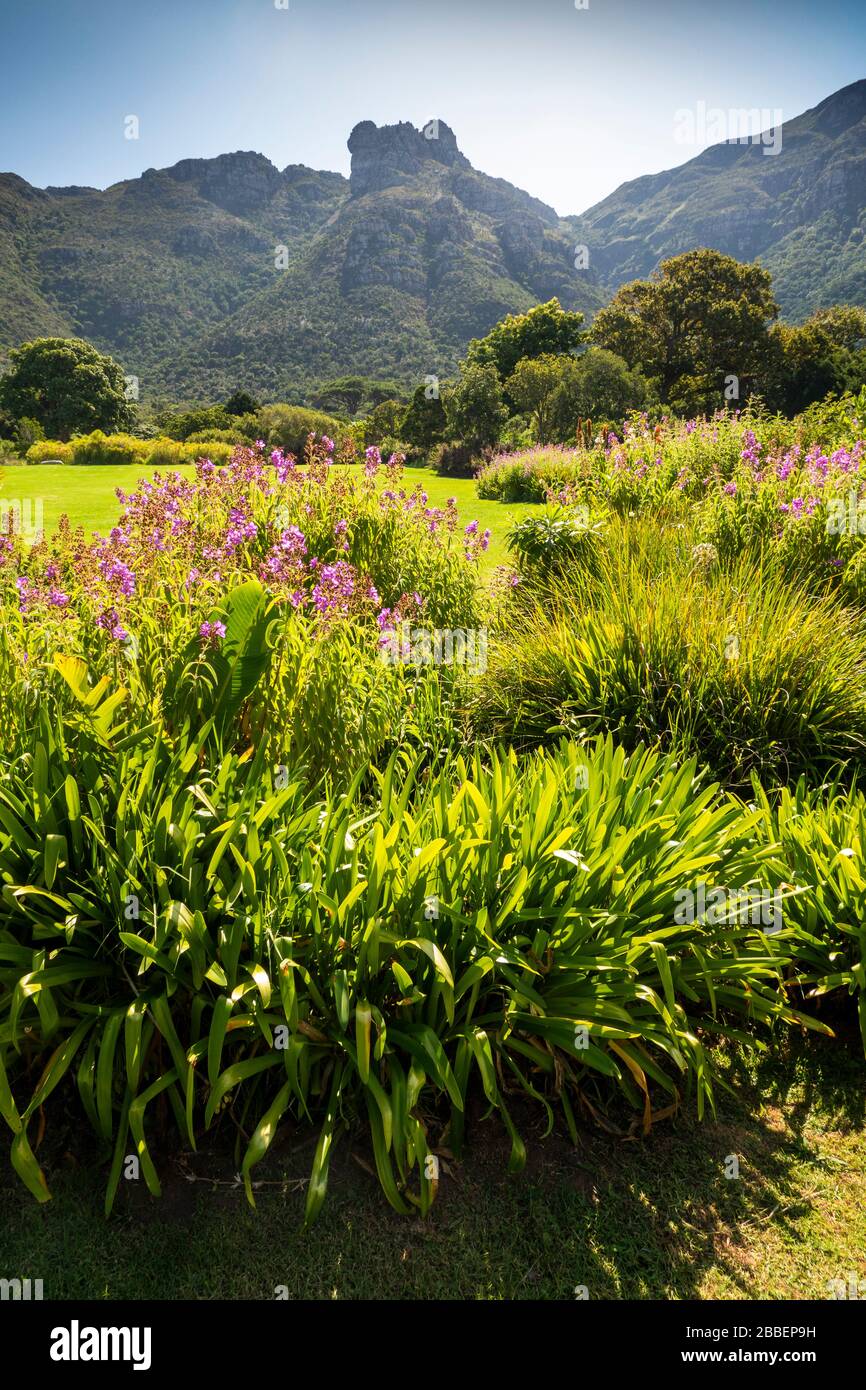 South Africa, Cape Town, Kirstenbosch National Botanical Garden, Gardenia flowers below Table Mountain ridge Stock Photo