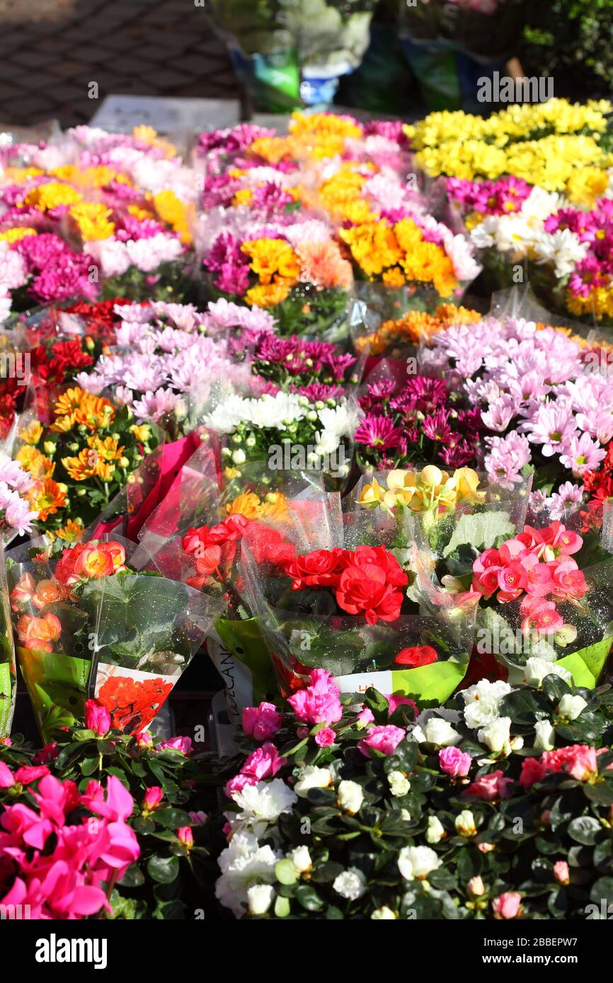 Summer flowers i deutschland hires stock photography and images Alamy