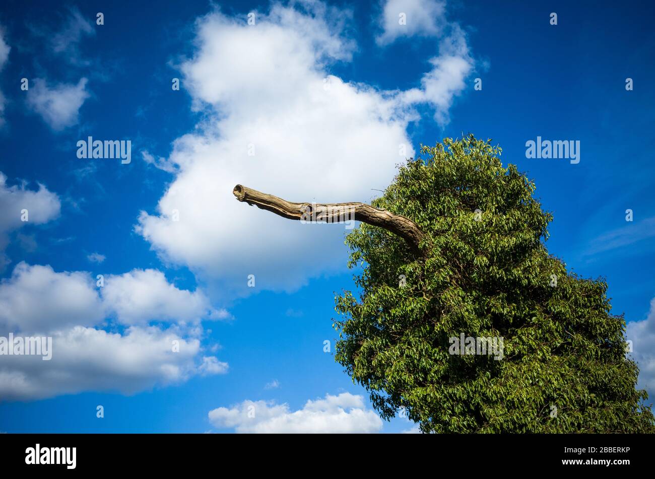 An old tree overgrown with ivy resembling a bird. Stock Photo