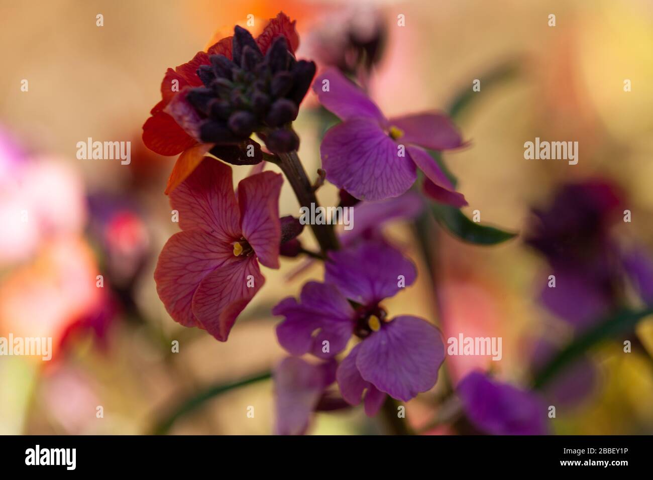 The cottage garden in spring - close-up of lilac pink flowerheads of Erysimum ‘Bowles’ Mauve variety wallflowers with background blur. Stock Photo