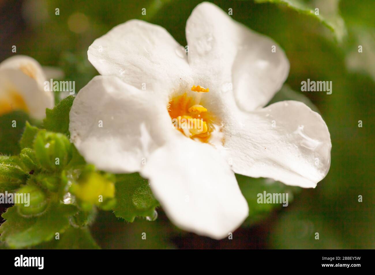 Nature Macro - Close shot of a water hyssop / Chaenostoma cordatum / Bacopa of  white snowflake variety Stock Photo