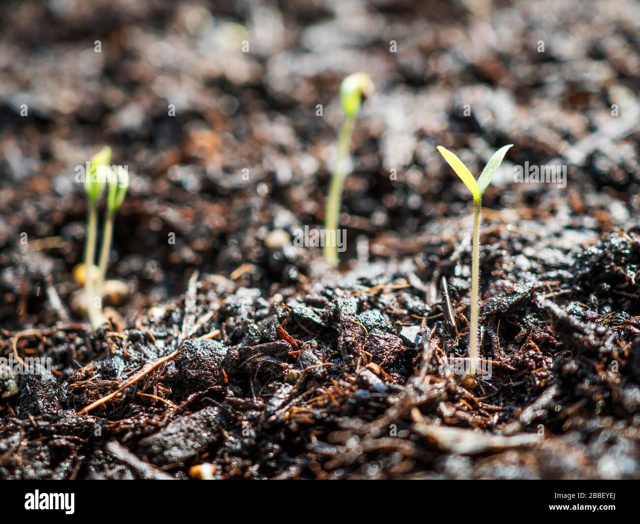 Tomato seedlings growing in compost Stock Photo Alamy
