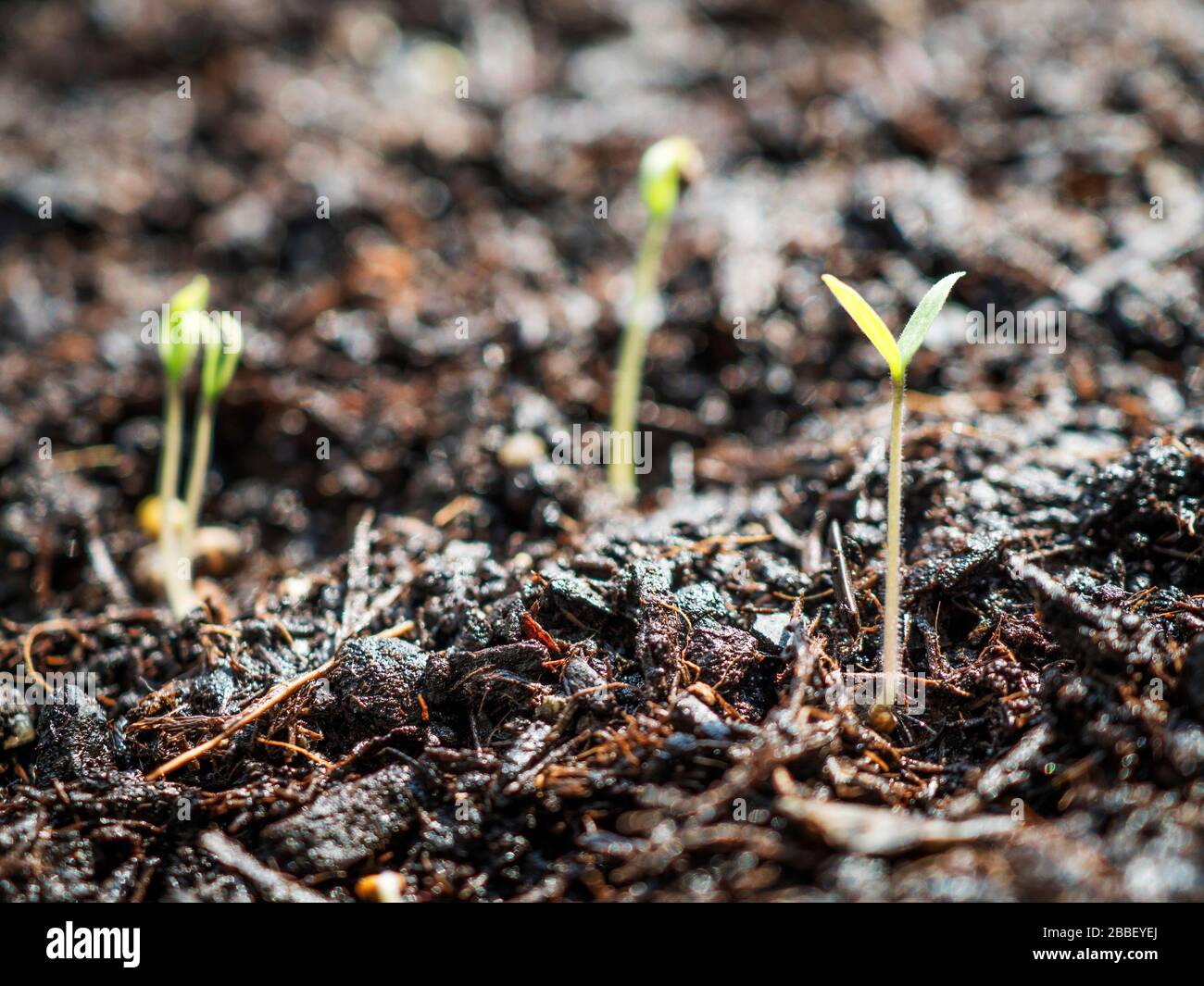 Tomato seedlings growing in compost Stock Photo
