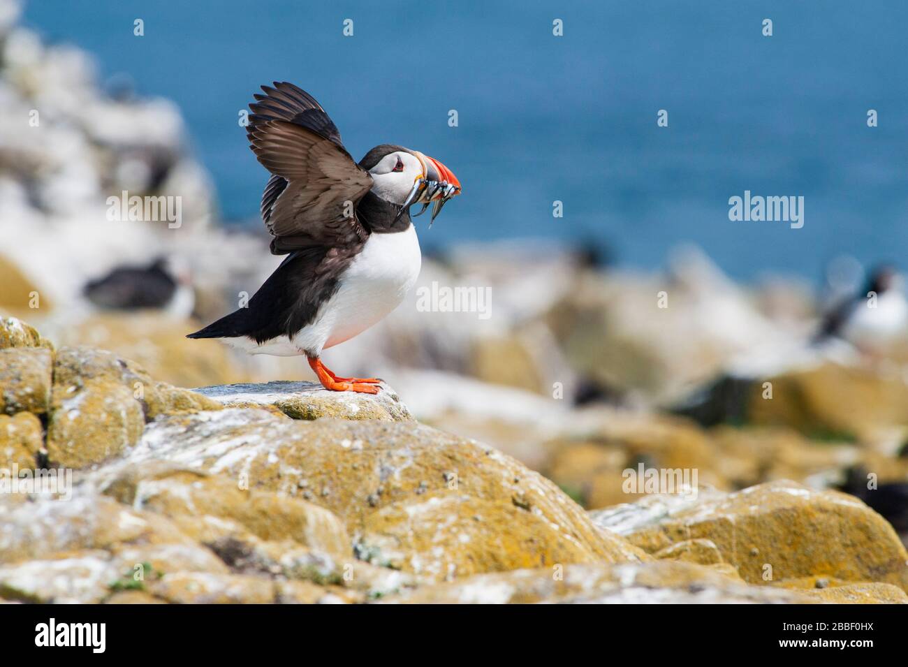 On Inner Farne one of the Farne Islands off the Northumberland coast Atlantic puffins Fratercula arctica - individual puffin with sand eels in beak Stock Photo