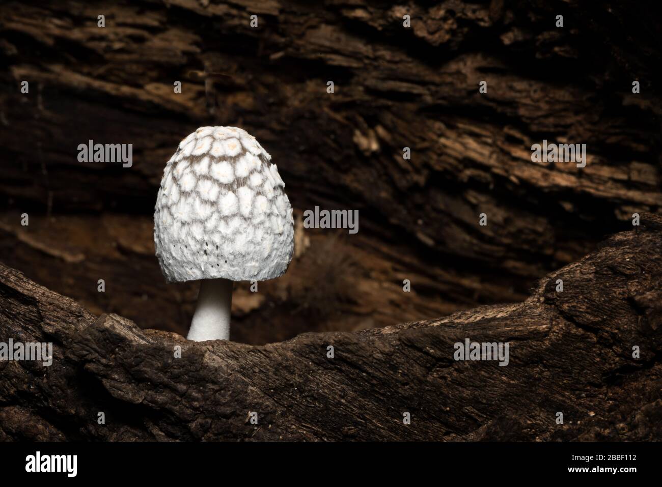 Coprinus mushroom on a wood. Monteverde rainforest, Costa Rica. Tropical mushrooms. Stock Photo