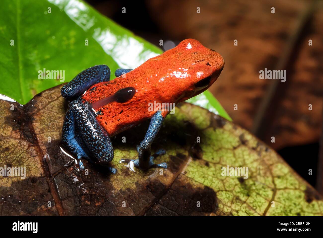 Beautiful and colorful macro image of a blue jeans poison dart frog (Oophaga pumilio) carrying a tadpole. Tortuguero National Park, Stock Photo
