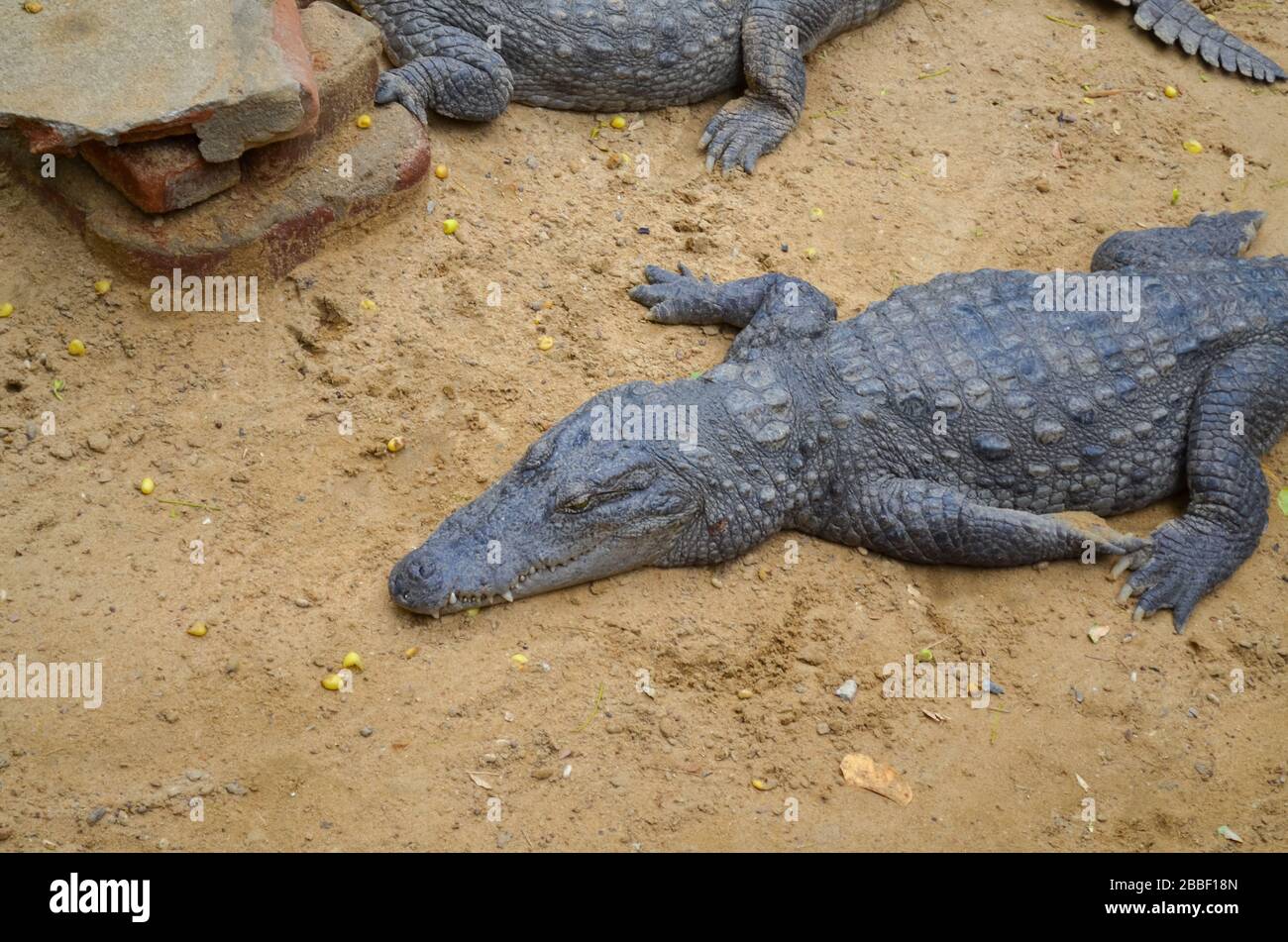 Crocodiles or true crocodiles are large semiaquatic reptiles that live throughout the tropics in Africa, Asia, the Americas and Australia. Stock Photo