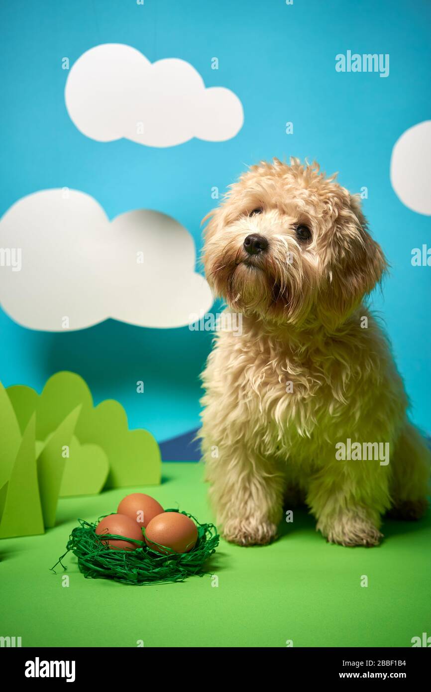 puppy sits next to Easter eggs on green paper decoration Stock Photo