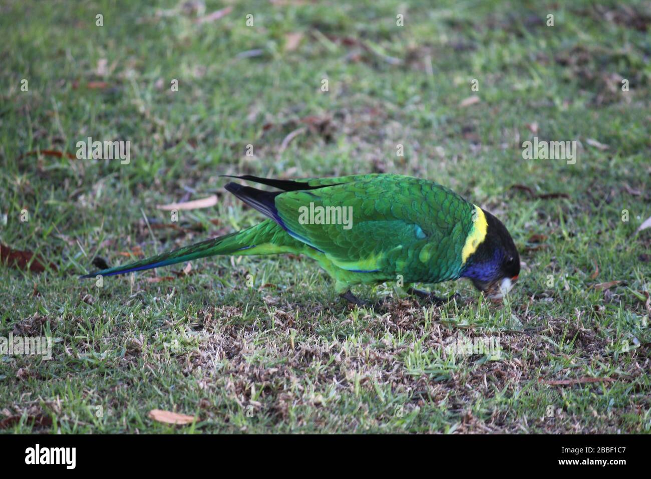 Parrots Denmark Wild Australian ringneck parrot,Denmark, Western Australia Stock Photo ...