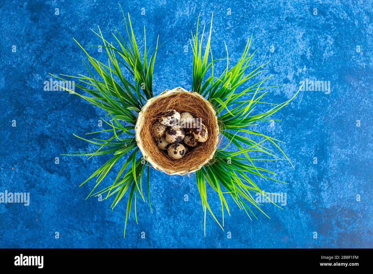 Quail easter eggs in nest. Dark blue background. Holiday decorations, Easter concept background. Stock Photo
