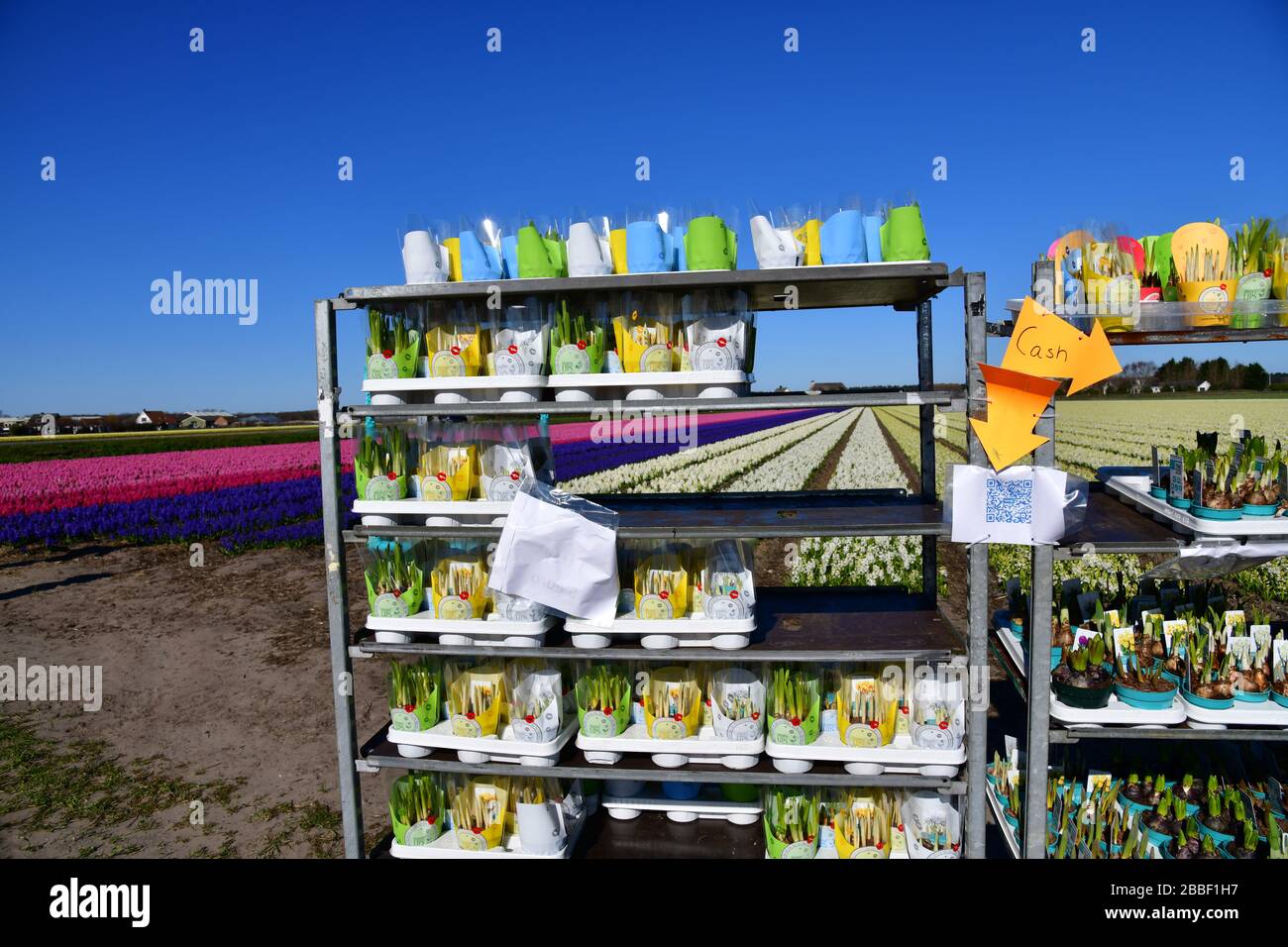 Close up view of a trolley filled with bulbs that are for sale to the visitors of the flower fields close to the Du Stock Photo