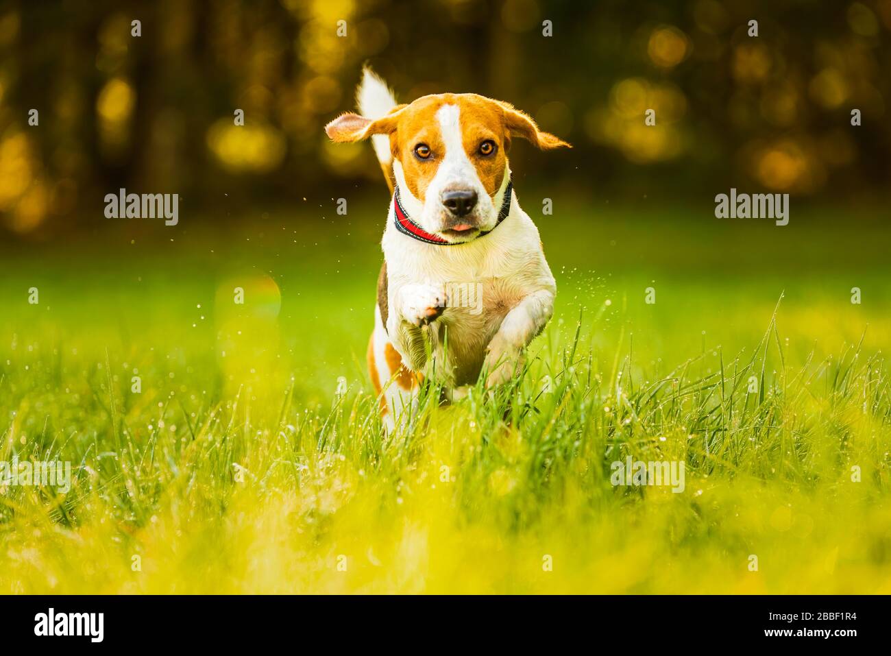 Happy dog running through a green vivid meadow towards camera Stock ...