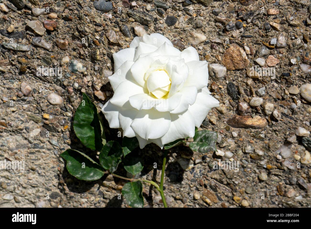13 Bloomed Roses close up white bloomed rose Stock Photo - Alamy