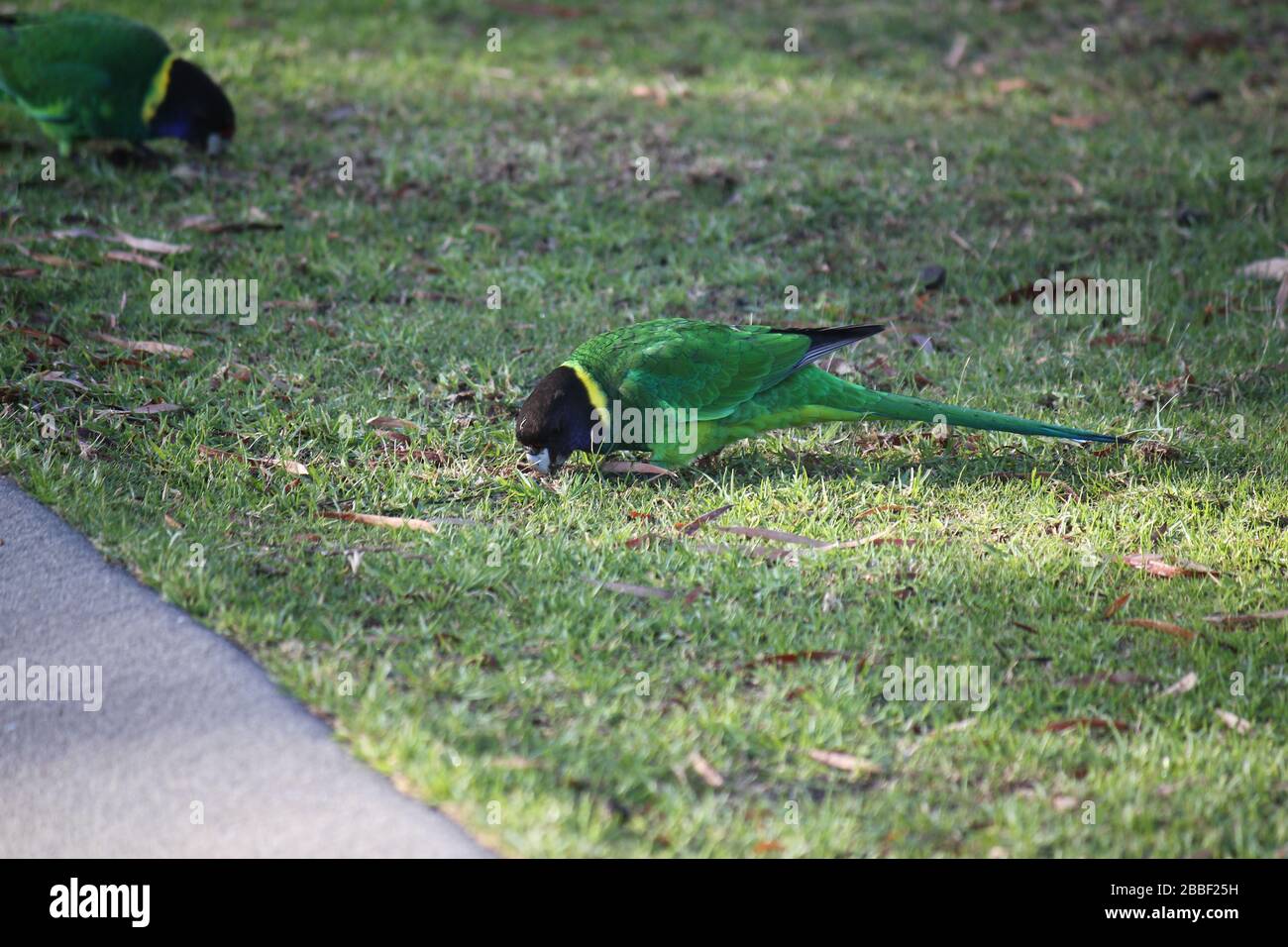 Parrots Denmark Wild Australian ringneck parrot,Denmark, Western Australia Stock Photo ...