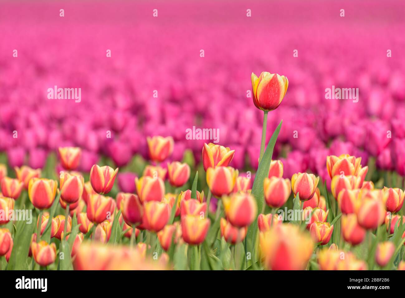 A tulip field in Holland with a yellow red tulip growing high above the other tulips. The single tulip stands out from the others against a field of p Stock Photo