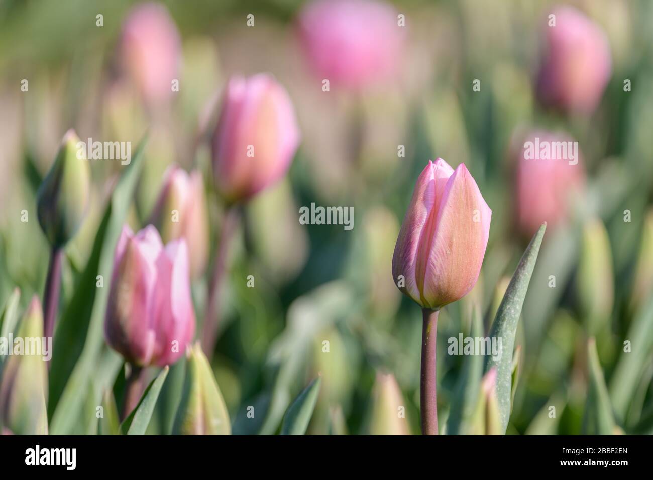 A beautiful pink tulip is starting to flower in a tulip field during spring in Holland. Stock Photo