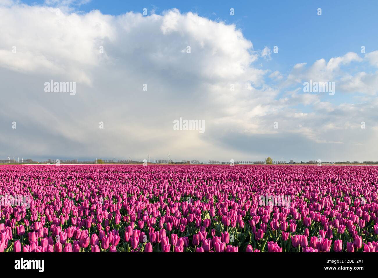 Pink purple flowering tulip fields under a beautiful blue sky with clouds near Dirksland at Goeree-Overflakkee in the Netherlands Stock Photo