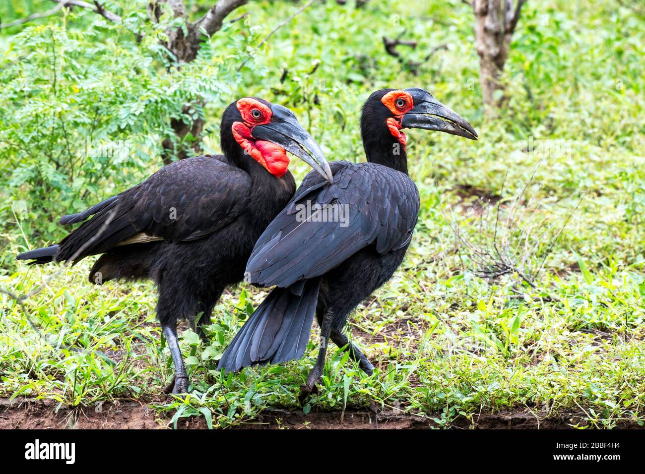 Breeding Pair of Southern Ground Hornbills Foraging in the Kruger National Park, South Africa Stock Photo