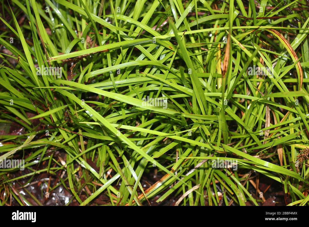 Sword grass wild ground cover in Western Australia Stock Photo