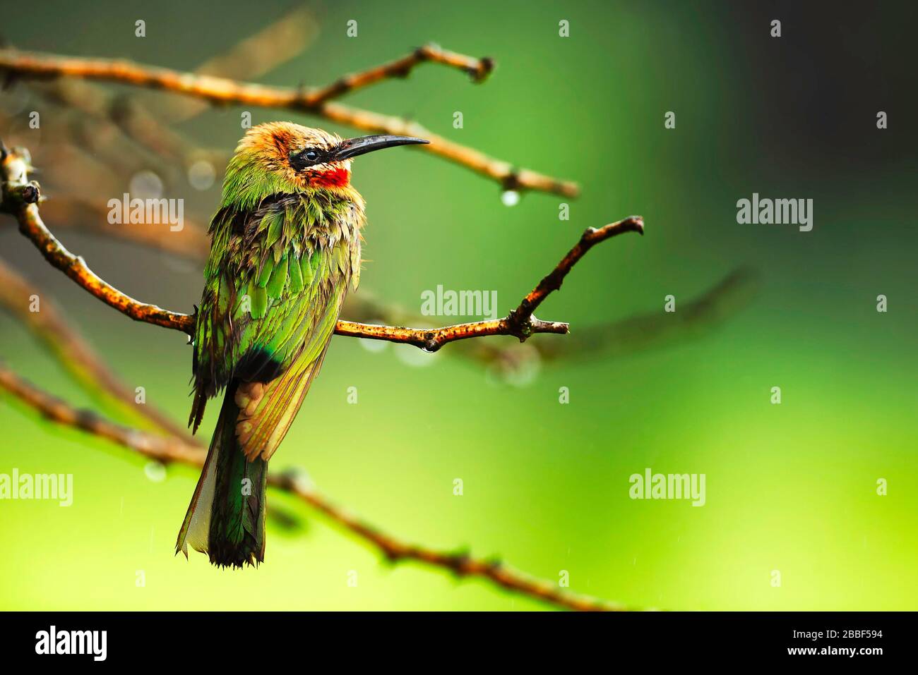 White-fronted Bee-eater in the rain in Milwane Wildlife Sanctuary, Eswatini (Swaziland) Stock Photo