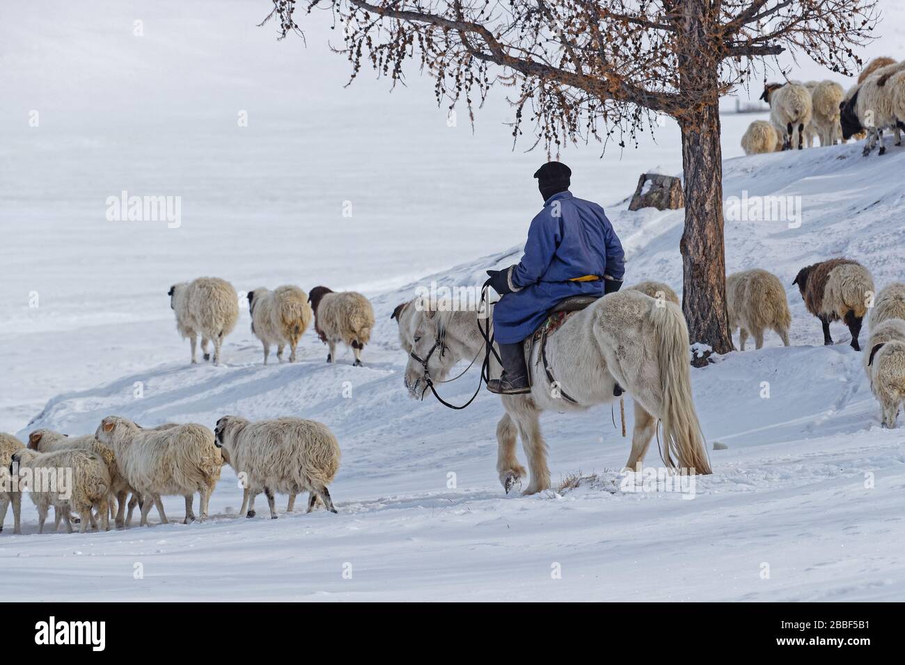 Mongolia agriculture sheep hi-res stock photography and images - Alamy