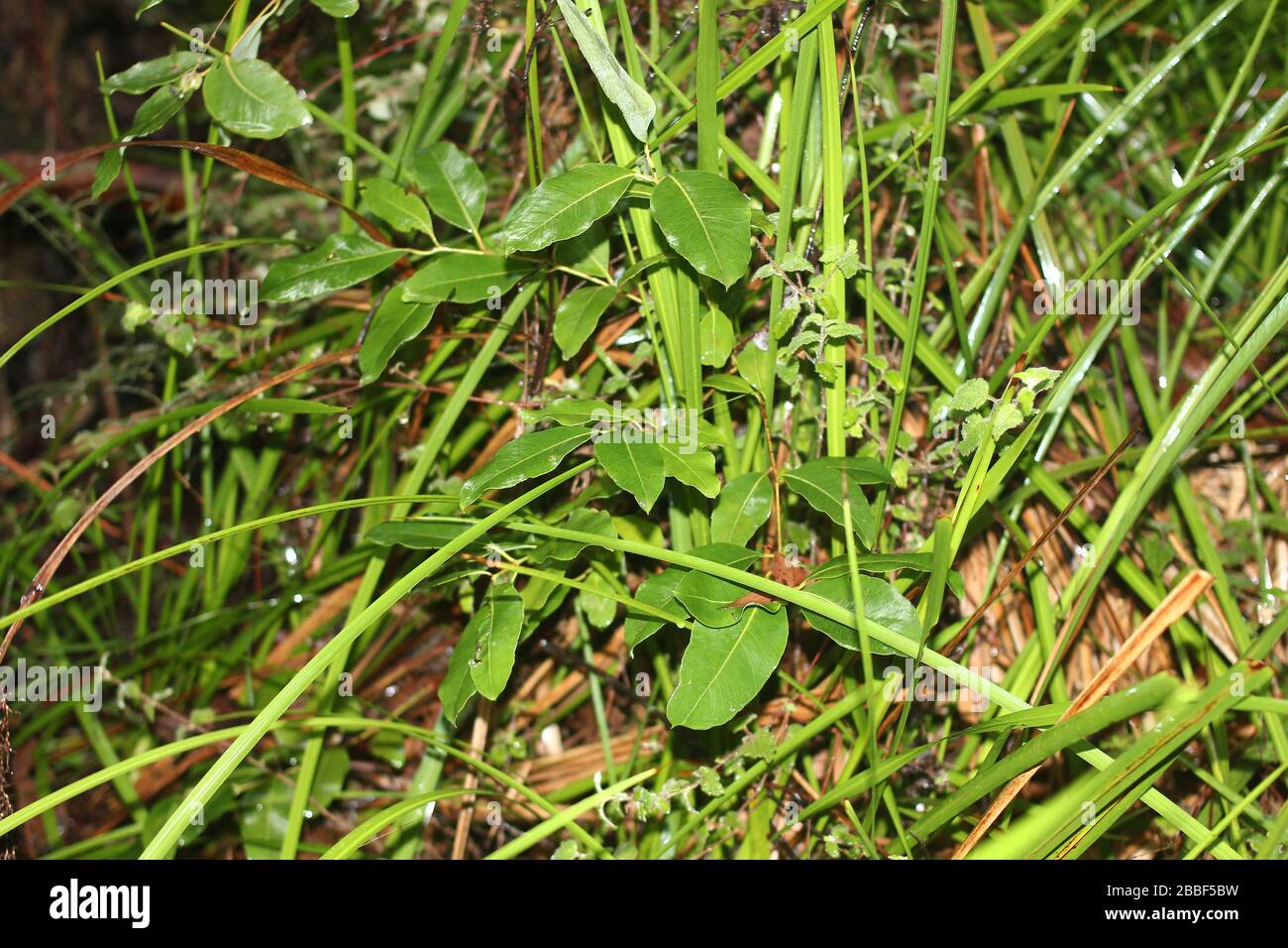 Sword grass wild ground cover in Western Australia Stock Photo