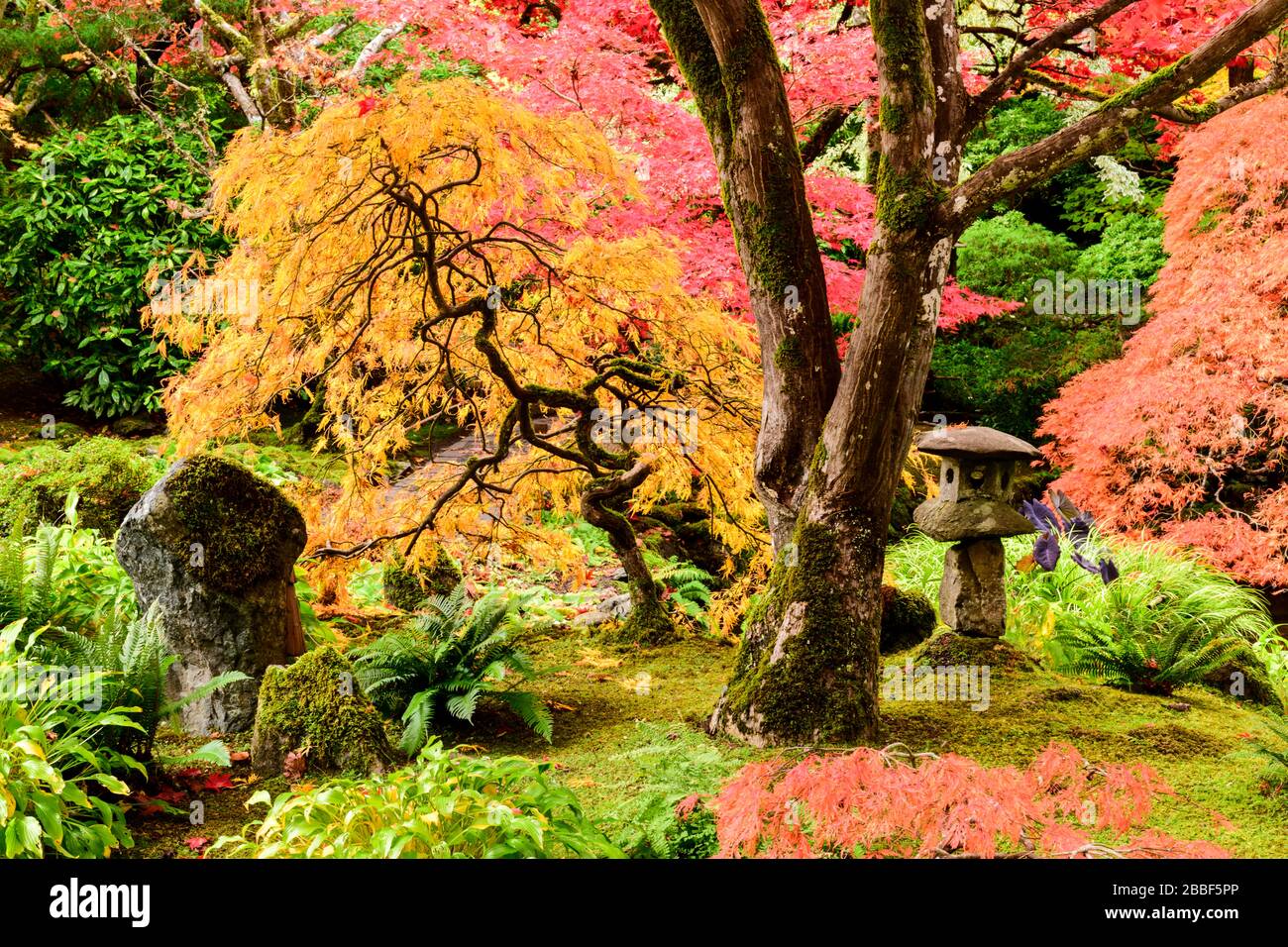 An orange Japanese maple tree (Acer palmatum) and a Japanese lantern in the Japanese Garden at Butchart Gardens in Victoria, British Columbia. Stock Photo