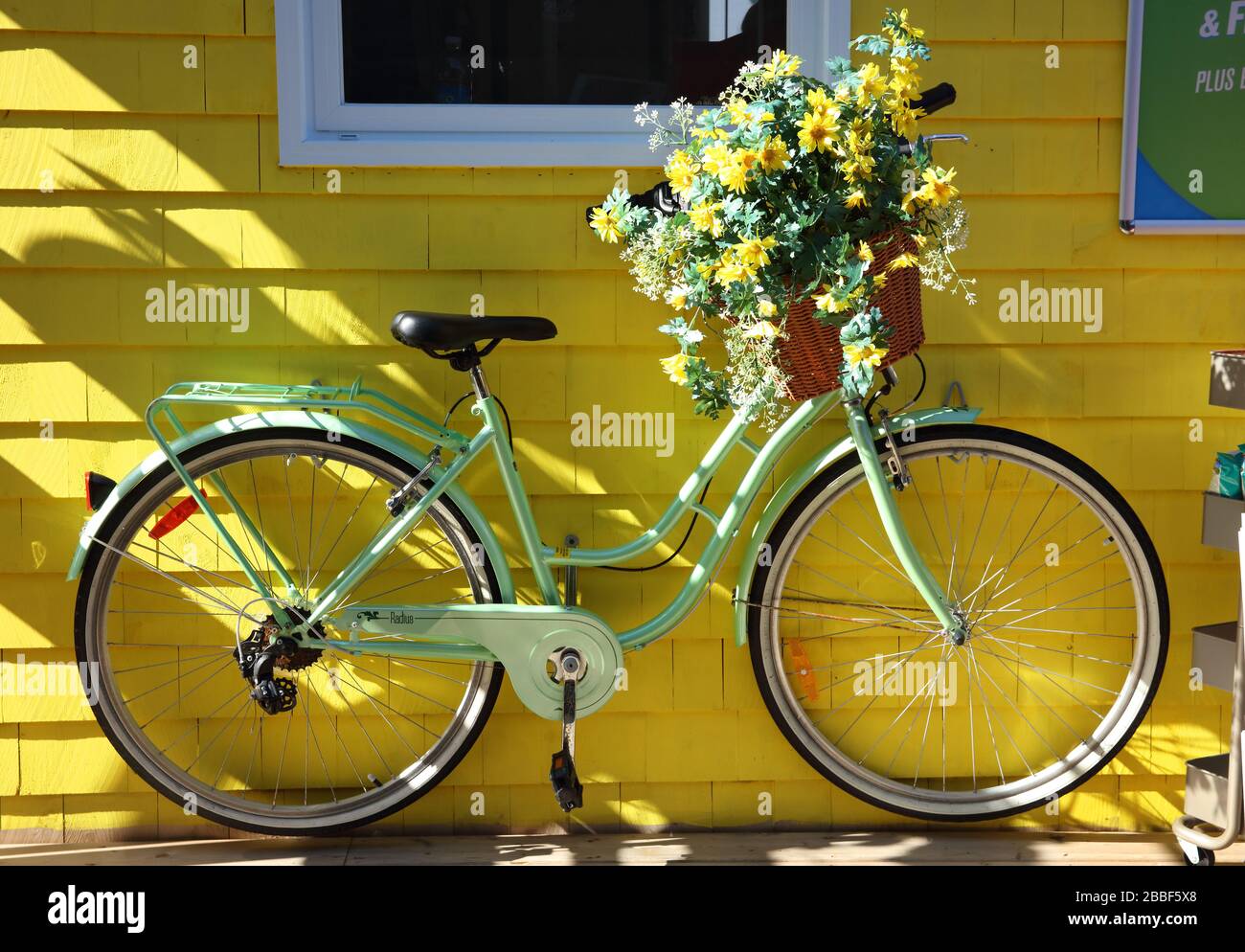 Pale green bicycle with basket of flowers on its handlebars in front of the yellow cladding of a bike rental shop 'I Bike Sydney', Sydney, Cape Breton, Nova Scotia, Canada Stock Photo