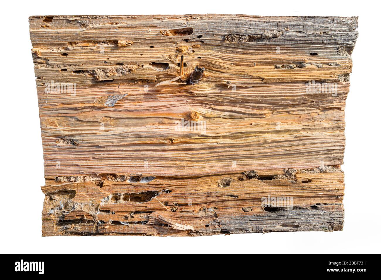 Background made of wood damaged by bark beetles, visible canals and tunnels, isolated on white background with a clipping path. Stock Photo