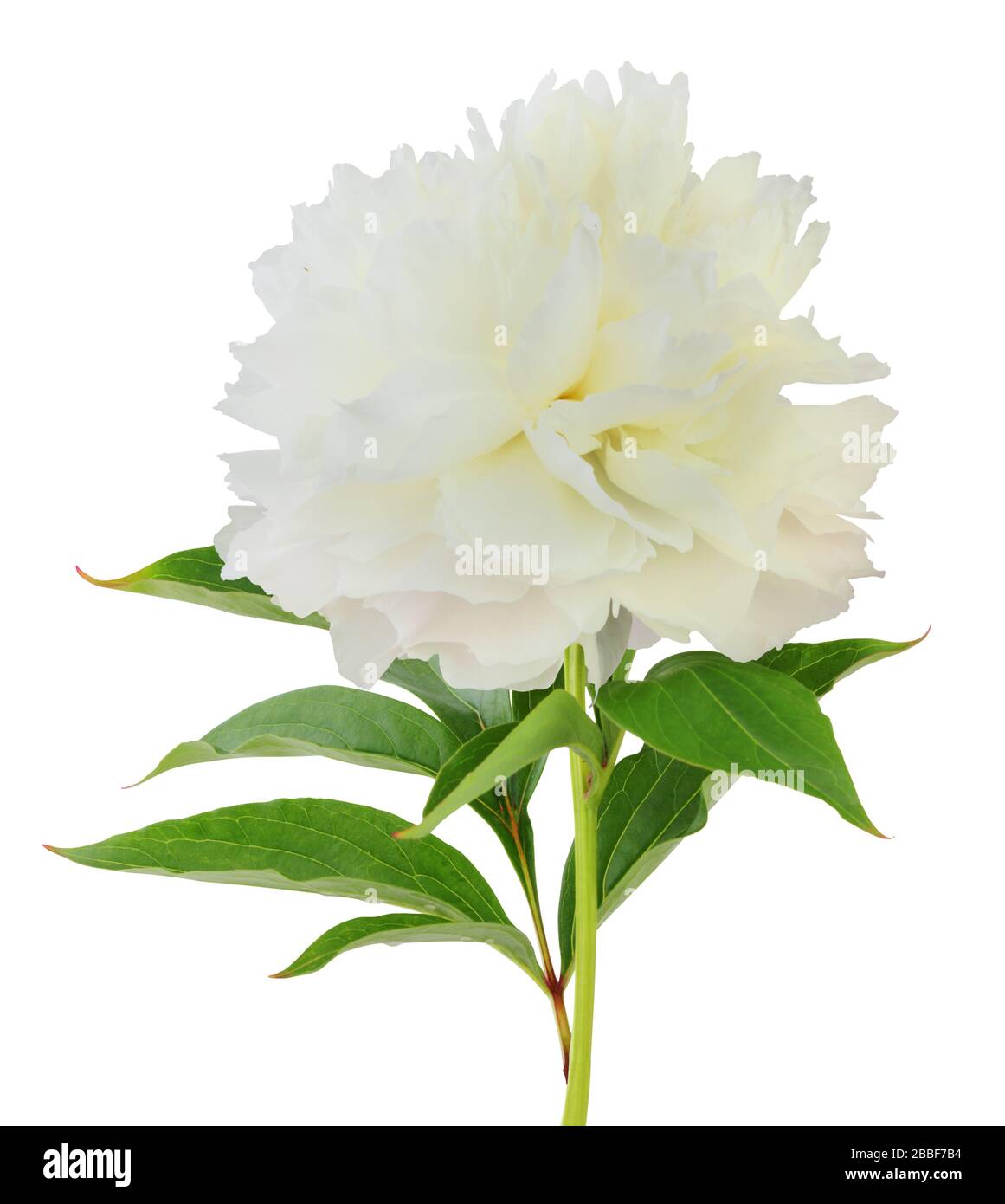 Peony isolated on white background, including clipping path, Germany Stock Photo