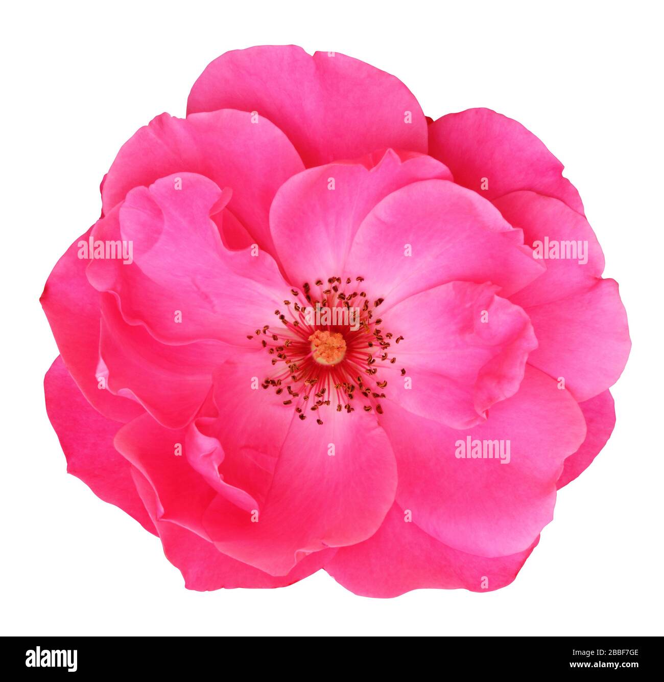 Rose (Rosaceae) isolated on white background, including clipping path. Germany Stock Photo