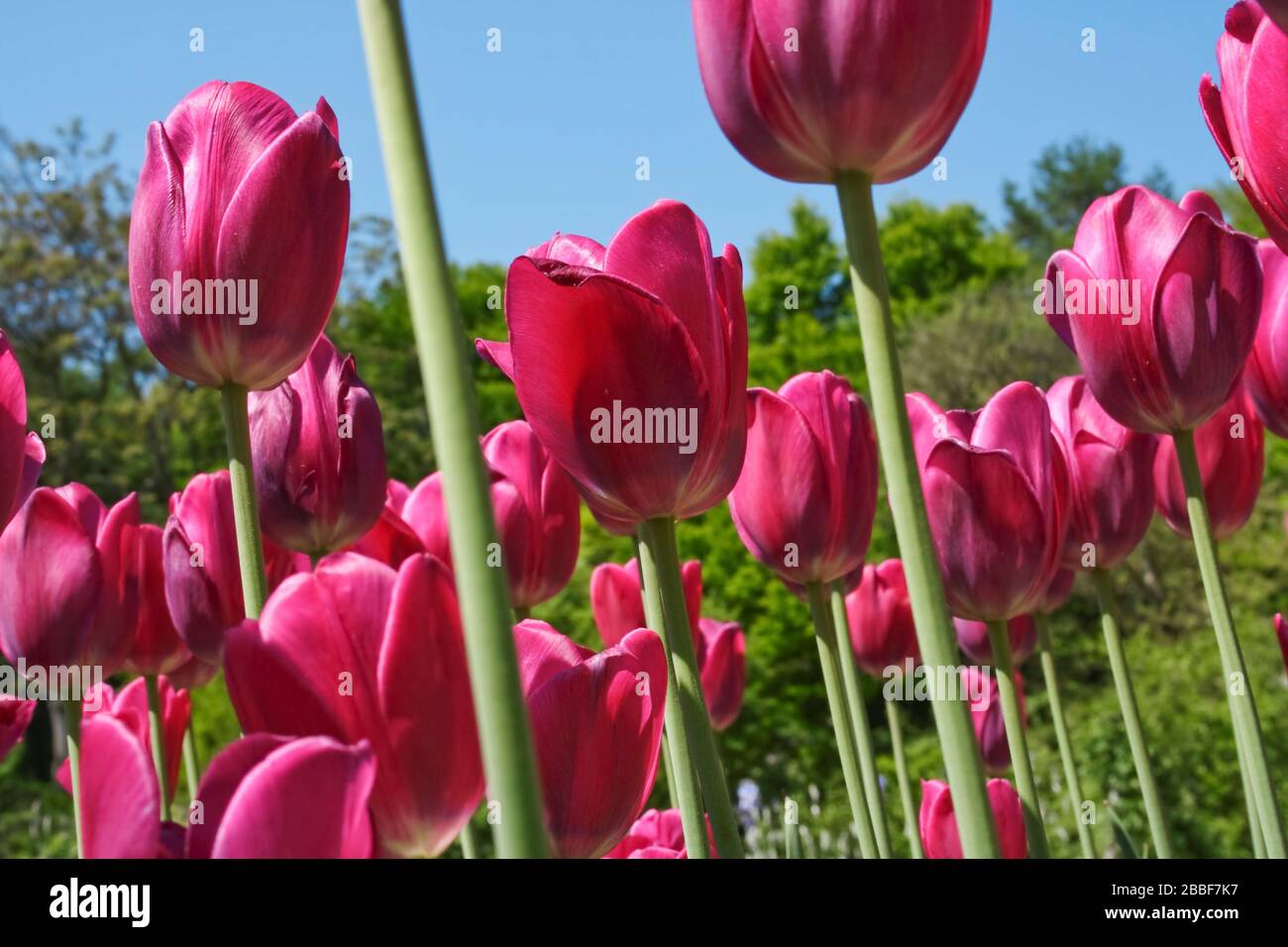 Tulips (Lily family, Liliaceae) field, Frankfurt/M, Germany Stock Photo