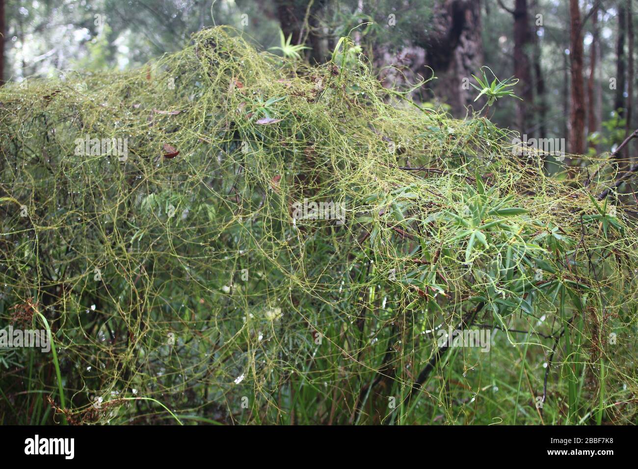 Tassel flower plant in Western Australia Stock Photo Alamy