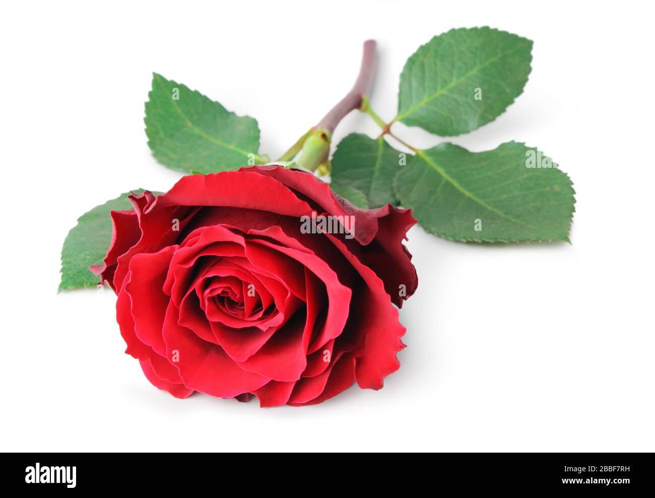 Rose (Rosaceae) isolated on white background, inclusive clipping path without shade, Germany Stock Photo