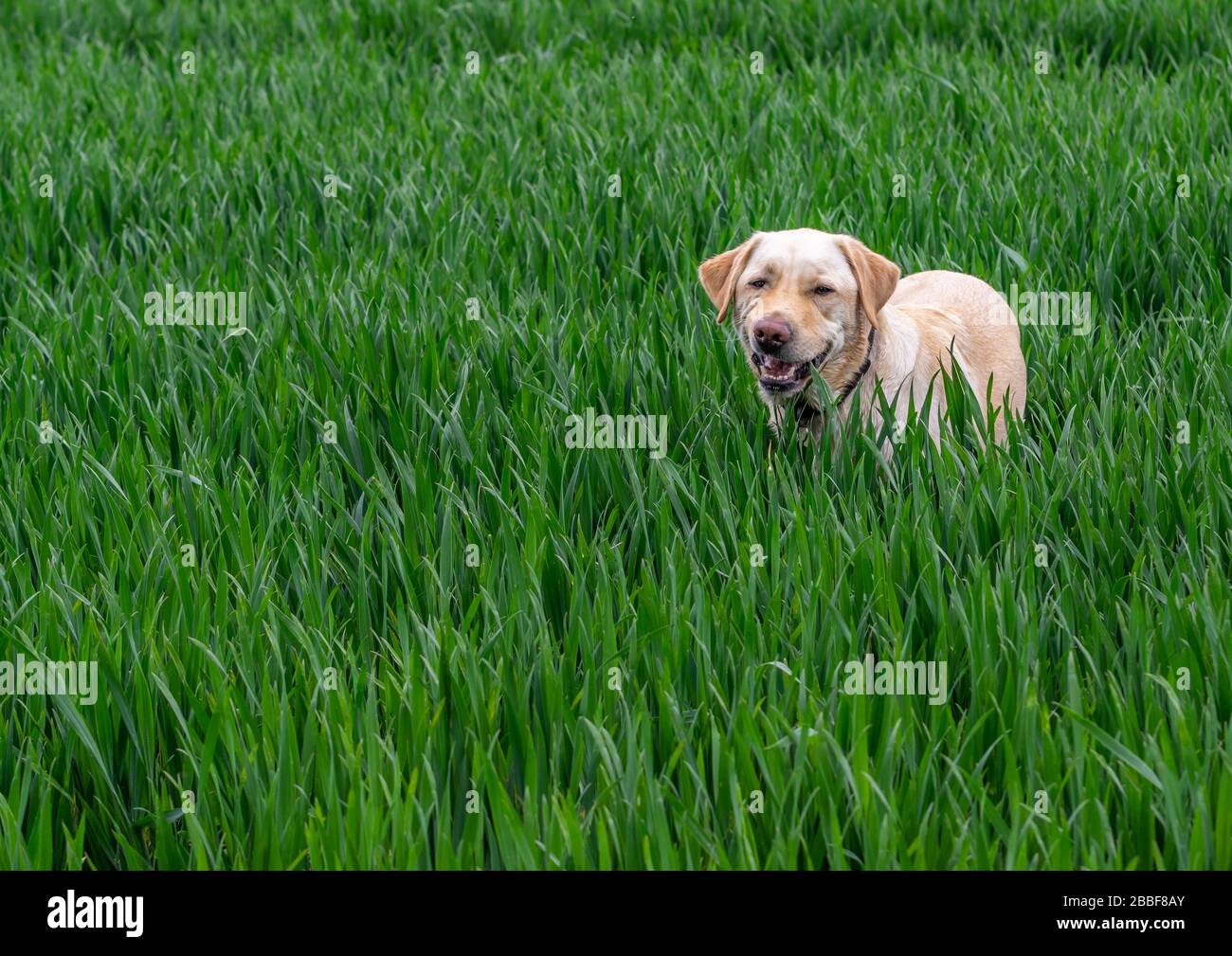 A retreiver dog standing in tall grass in a field grining Stock Photo ...