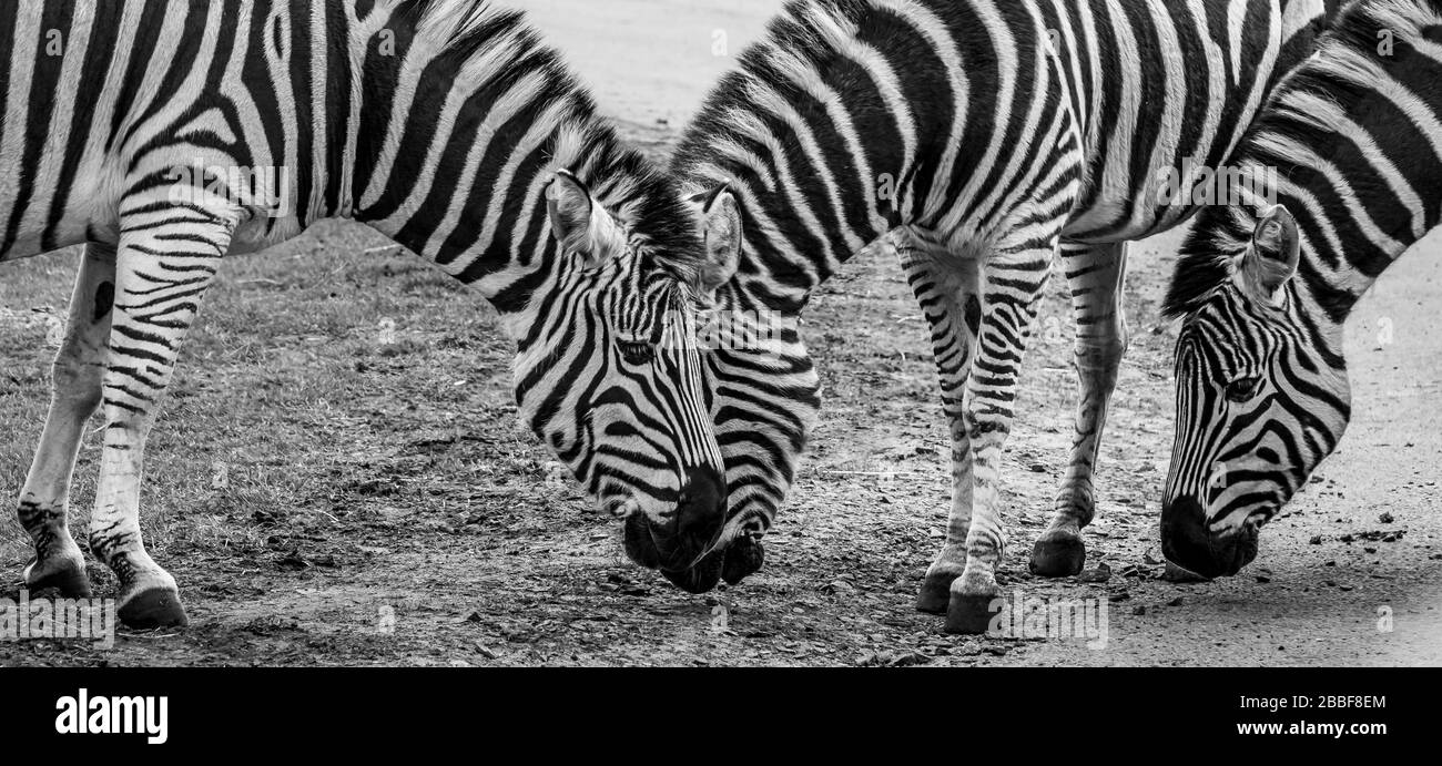 Black and white, panoramic side view of Plains zebra family (Equus quagga) feeding together, heads down, outdoors at West Midlands Safari Park, UK. Stock Photo