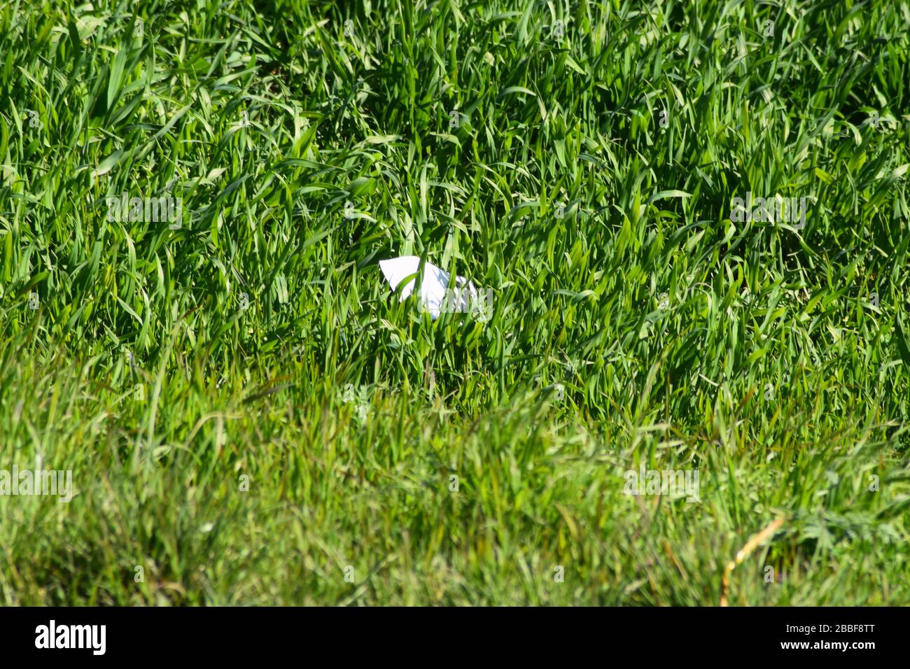 litter in grass Stock Photo Alamy