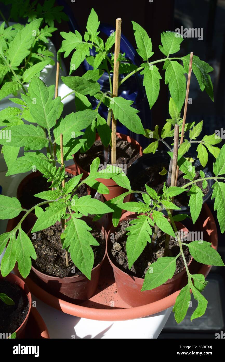 small tomato plants Stock Photo